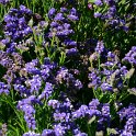 Limonium sinuatum 'Forever bleu fonce'